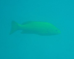 Mycteroperca rosacea