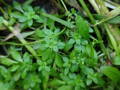 Callitriche cophocarpa