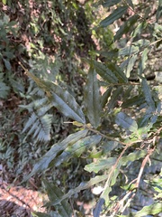 Camellia salicifolia