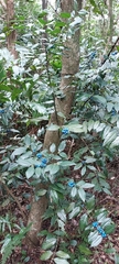 Lasianthus formosensis