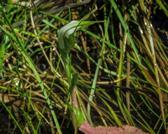 Pterostylis falcata