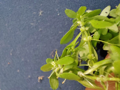 Callitriche cophocarpa