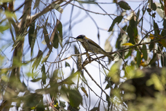 Melithreptus lunatus