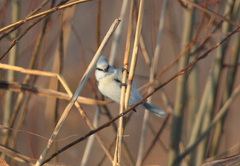 Cyanistes caeruleus × cyanus