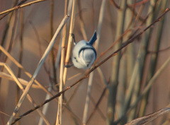 Cyanistes caeruleus × cyanus