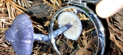 Entoloma subcarneum