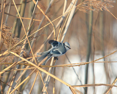 Cyanistes caeruleus × cyanus