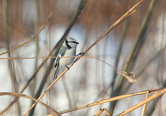 Cyanistes caeruleus × cyanus