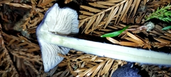 Entoloma subcarneum