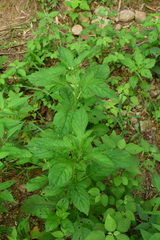 Crassocephalum crepidioides