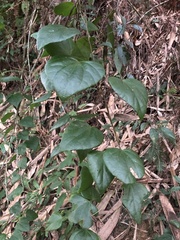 Pericampylus glaucus