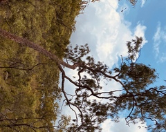 Corymbia erythrophloia