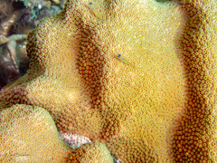 Coryphopterus lipernes