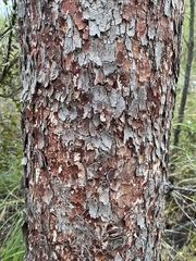 Corymbia erythrophloia