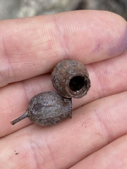 Corymbia erythrophloia