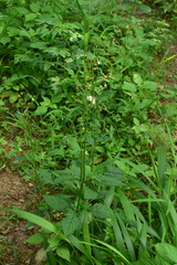 Crassocephalum crepidioides
