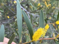 Acacia whitei