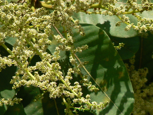 Chirauli nut (Buchanania lanzan)