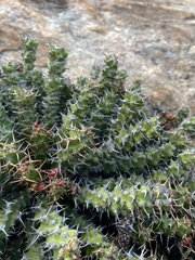 Euphorbia vandermerwei