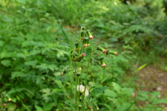 Crassocephalum crepidioides