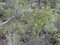 Acacia whitei