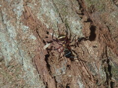 Polyrhachis rufifemur