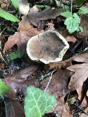 Pseudoclitocybe