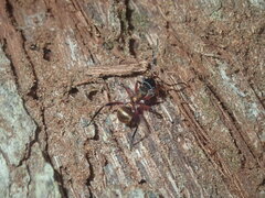 Polyrhachis rufifemur