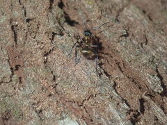 Polyrhachis rufifemur