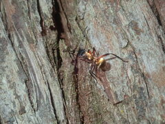 Polyrhachis rufifemur