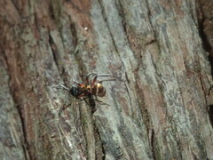 Polyrhachis rufifemur