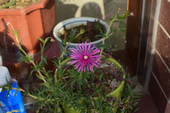 Lampranthus spectabilis