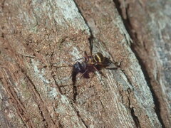 Polyrhachis rufifemur