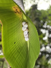 Ectophylla alba