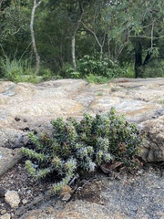 Euphorbia vandermerwei