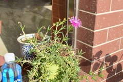 Lampranthus spectabilis
