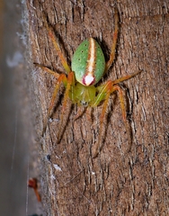 Araneus talipedatus