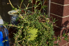 Lampranthus spectabilis