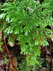 Hymenophyllum multifidum