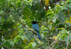 Cyanocorax melanocyaneus