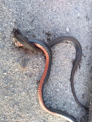 Dibernardia poecilopogon