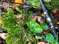 Hymenophyllum multifidum