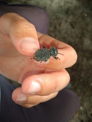 Scotobius pilularius