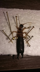 Anisolabis littorea