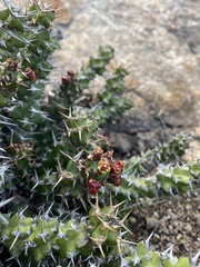 Euphorbia vandermerwei