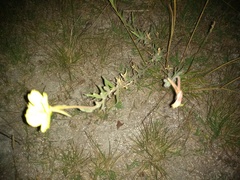 Oenothera affinis