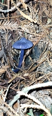 Entoloma subcarneum