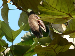 Pterospermum acerifolium