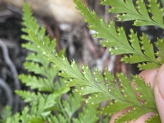 Davallia denticulata