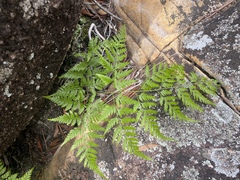 Davallia denticulata